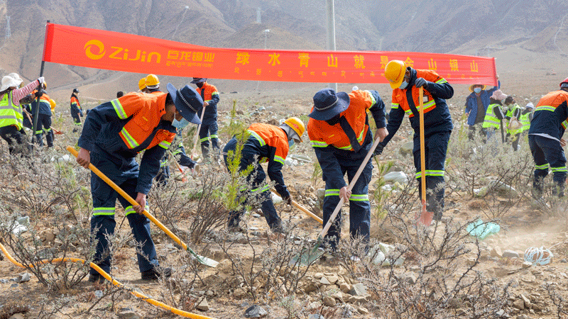 巨龙铜业：植树造林添新绿